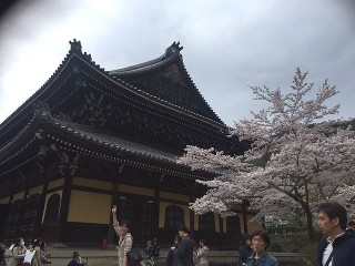 京都花見写真2